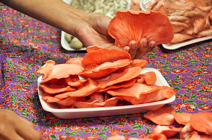 Bandeja de cogumelo salmão sobre uma mesa com forro florido